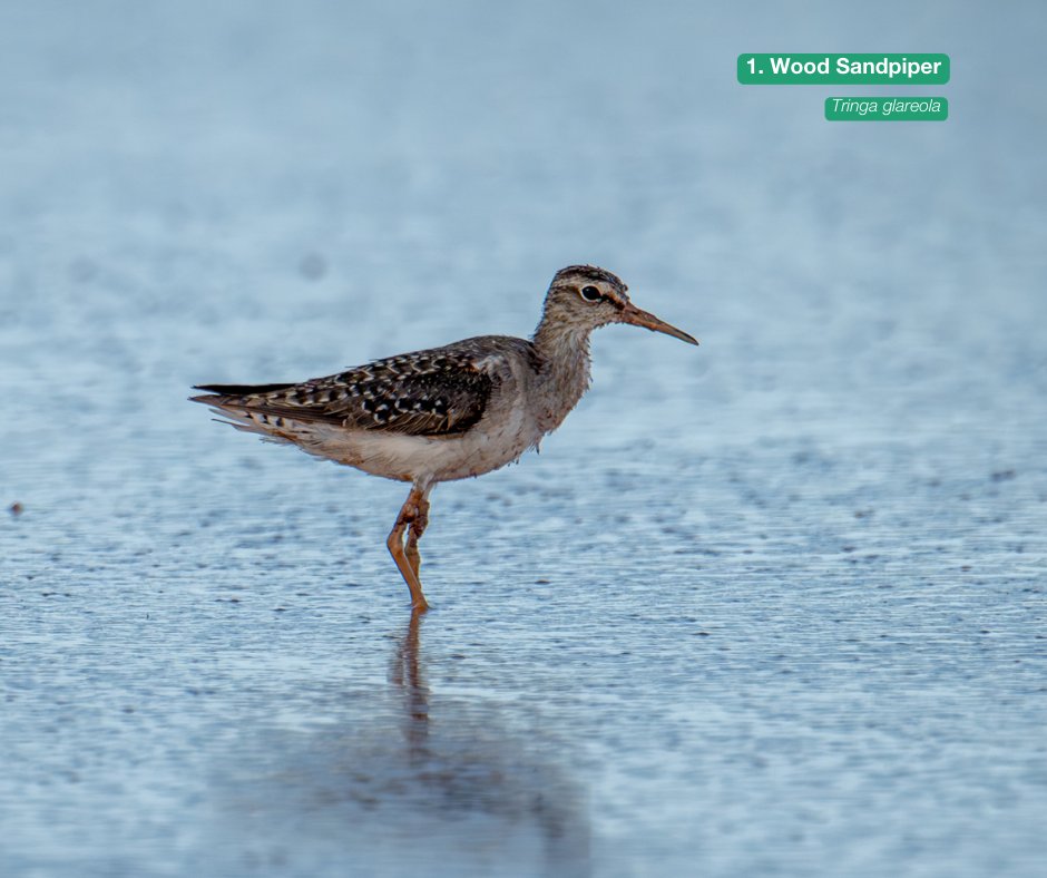 Australian Wildlife Conservancy tweet media