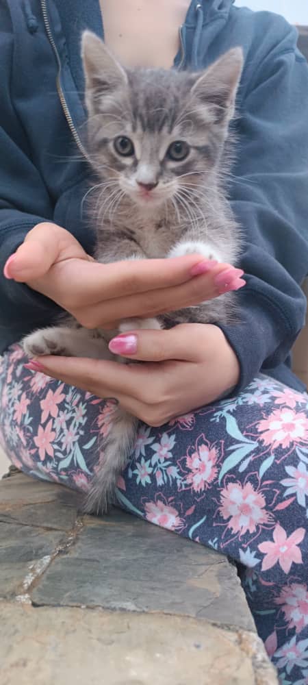 gabyfcampos's tweet photo. Gatito macho busca hogar responsable y amoroso para adopción 💜
No compres adopta
Info aquí está ubicado en municipio sucre Caracas
#gatoenadopcion #adopta #gatos
#michi https://t.co/q2vxsZgw2v