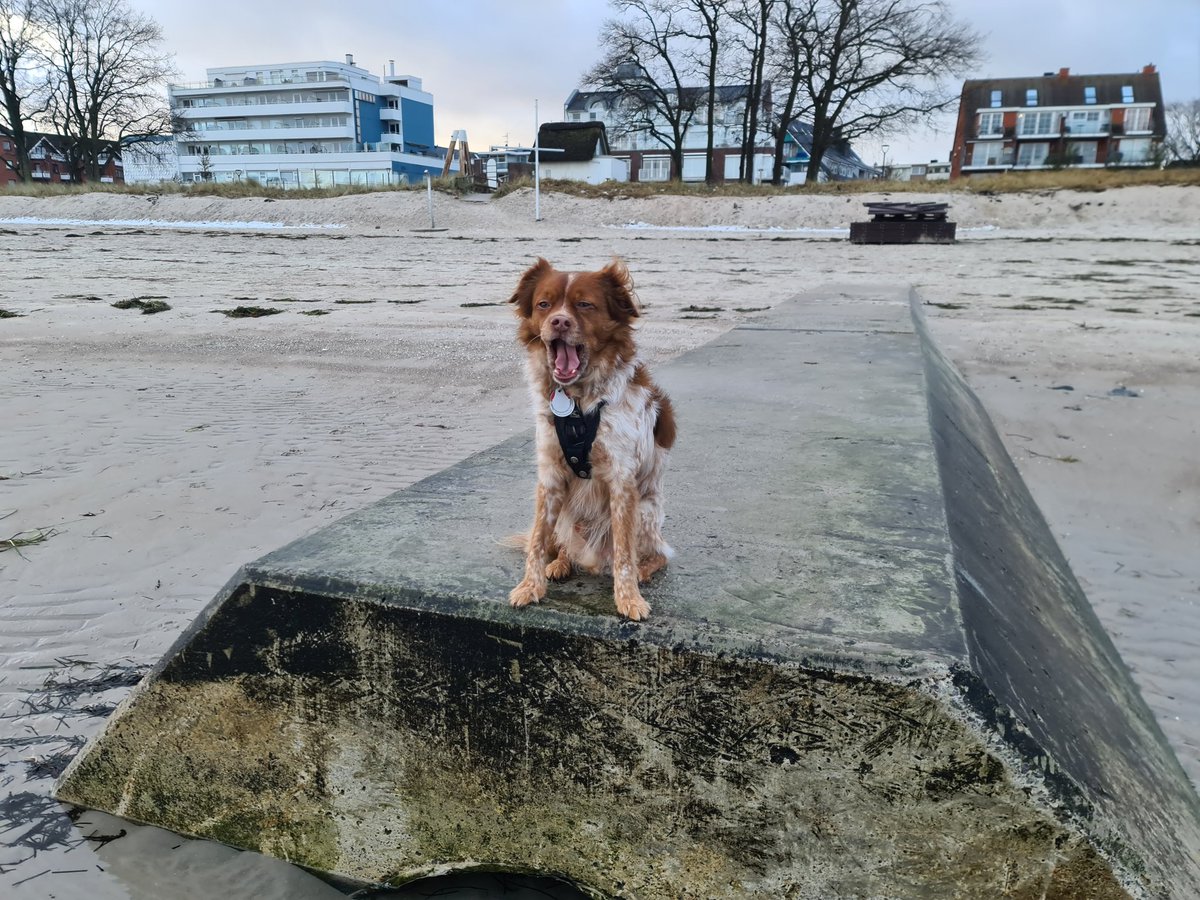 fachheiler's tweet photo. Dieses Licht, das es so nur letzten Samstag in Scharbeutz am Meer gab... #HerrFlausch fand die Aussicht nur mäßig spannend. 😉 https://t.co/Q8TjIGwVDa