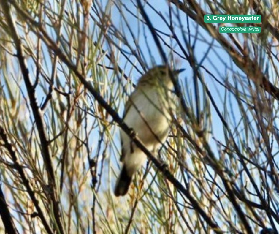 Australian Wildlife Conservancy tweet media