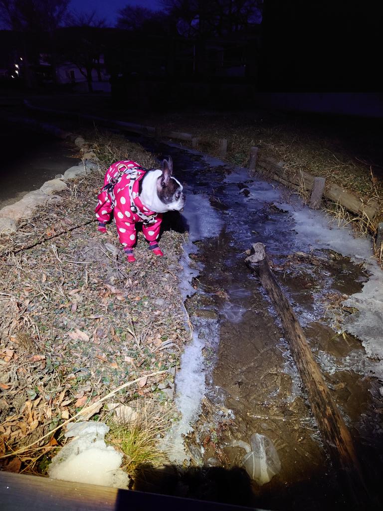 nico25stime's tweet image. 🌡⁡
⁡お散歩時間は－8℃⁡
⁡⁡
⁡それでも、完全防備してるから、お散歩行こう！というと自ら玄関出てコース決めて歩き出します😆⁡
⁡⁡
⁡出勤時間には⁡
⁡放射冷却で－10℃⁡
⁡諏訪湖も薄氷でした。⁡
⁡⁡
⁡ #bostonterrier  #xperia  #xperiaphotography
