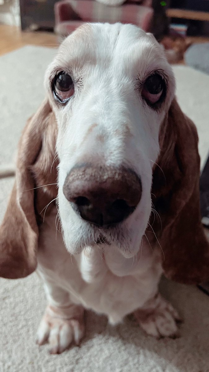 Fanny🐶 Bunny🐰🌈 Millie🐶🌈 🐞 tweet media