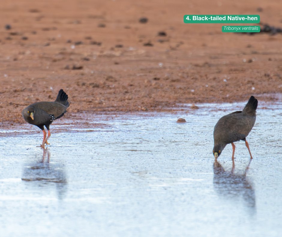 Australian Wildlife Conservancy (@awconservancy) on Twitter photo Flock to uncover the enchanting avian tapestry of Newhaven Wildlife Sanctuary NT) with our Top Ten Birds of 2023 showcase 👉 bit.ly/AWC-top-ten-bi…
📸 T Henderson, L Martin/AWC Flock to uncover the enchanting avian tapestry of Newhaven Wildlife Sanctuary NT) with our Top Ten Birds of 2023 showcase 👉 bit.ly/AWC-top-ten-bi…
📸 T Henderson, L Martin/AWC