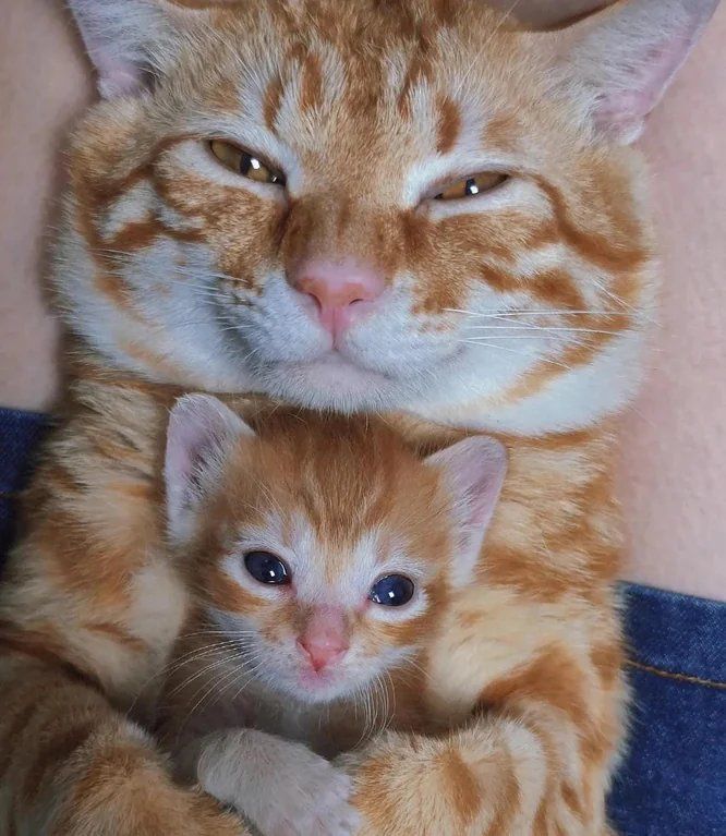 Why you should have a cat tweet media