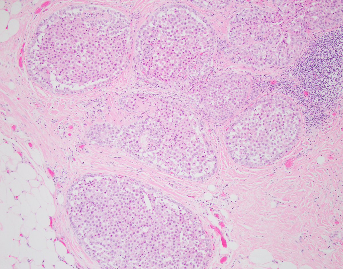 Fouad Boulos tweet media