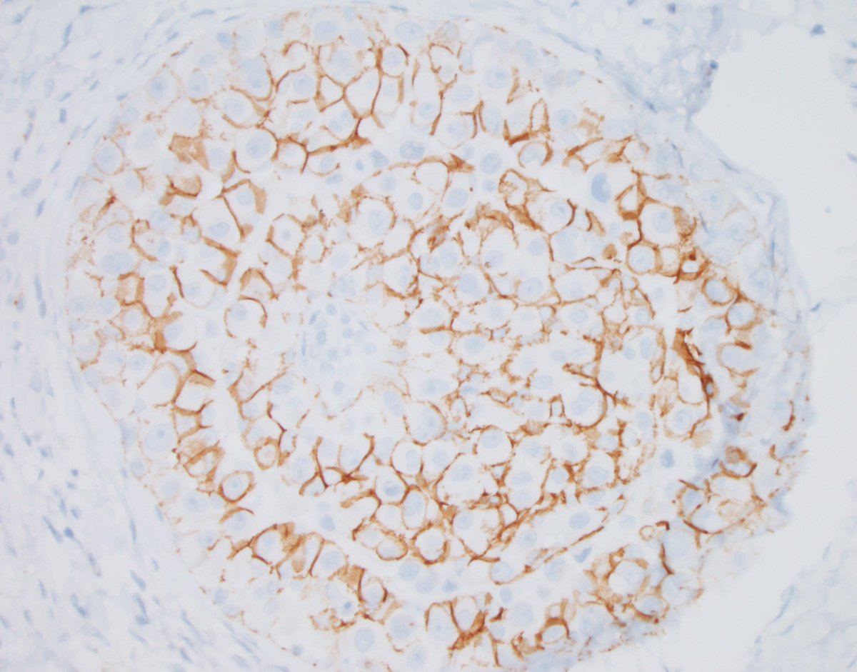 Fouad Boulos tweet media