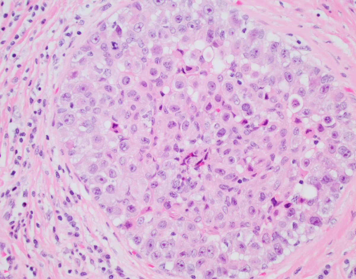 Fouad Boulos tweet media