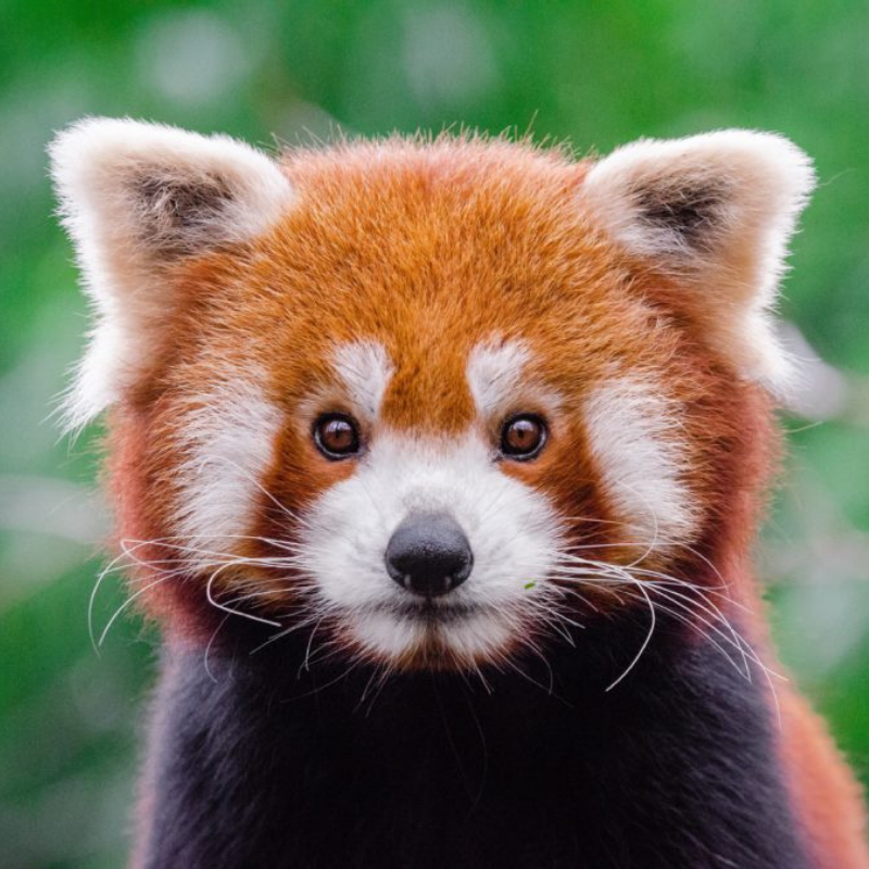Red Panda Every Hour! (@redpandaeveryhr) on Twitter photo 