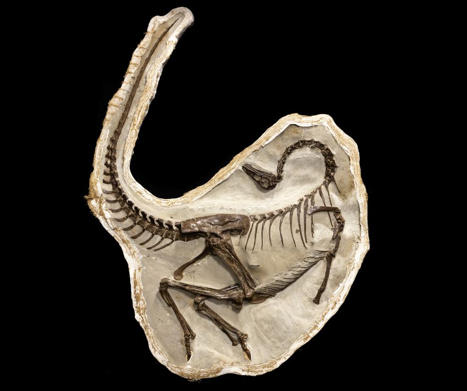 RoyalTyrrell's tweet image. This is the world’s most complete Ornithomimus skeleton, with only a few hand bones missing. The specimen was completely hidden within the rock. It was discovered when a jackhammer hit the shoulder blade while the crew was digging for plant fossils. #RTMPFossilChallenge