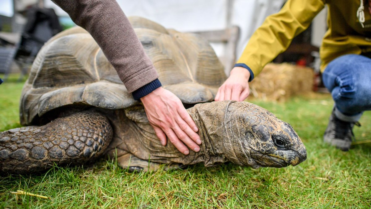 Please retweet, @DC_Police are appealing for information after seven giant tortoises have been found dead in #Devon woodland #UK Two bodies were discovered in a roughly north-east area of #Exeter on 8 January and a further five were found nearby on 12 January. They are thought…