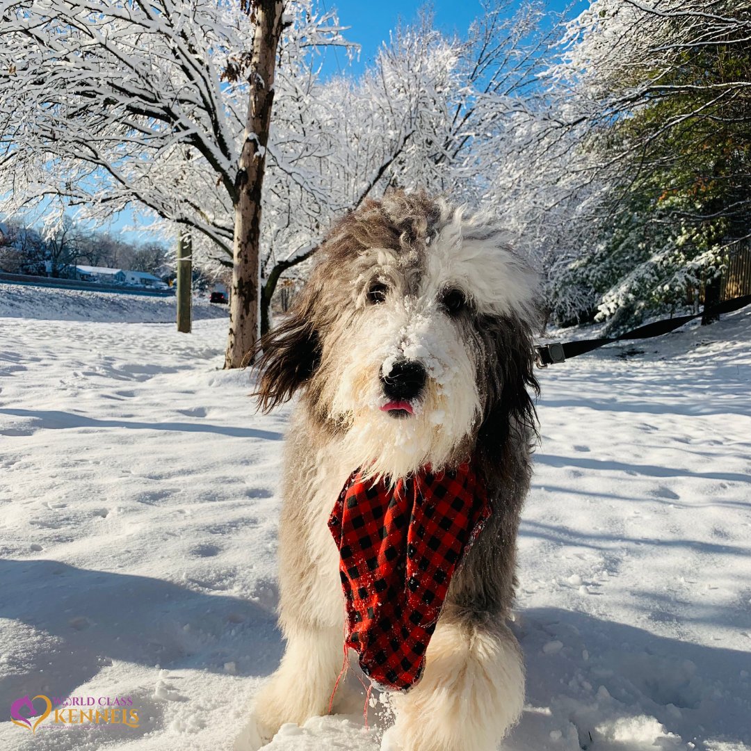 WCK35078's tweet photo. Happy Snow Day!!! Show us your cute photo of your furry friend in the snow❄️

#SnowDay2024 #Alabama #ChelseaAL #InvernessAL #HighlandLakes 
#BrookHighland #ChelseaPark #GreystoneAL https://t.co/z72XZpu80g