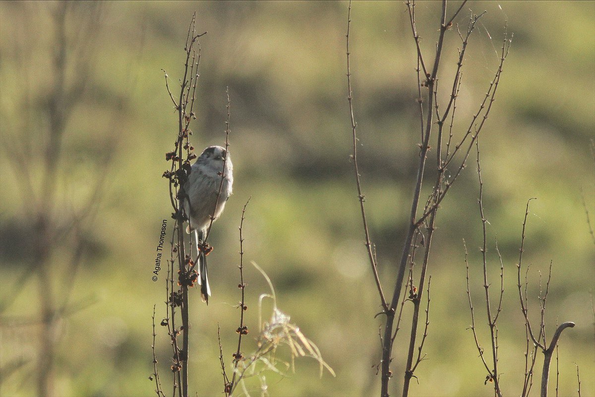 Aggie Thompson tweet media