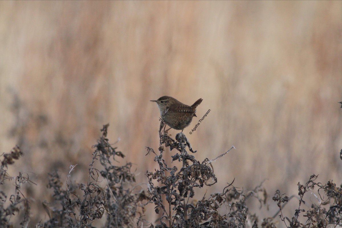 Aggie Thompson tweet media