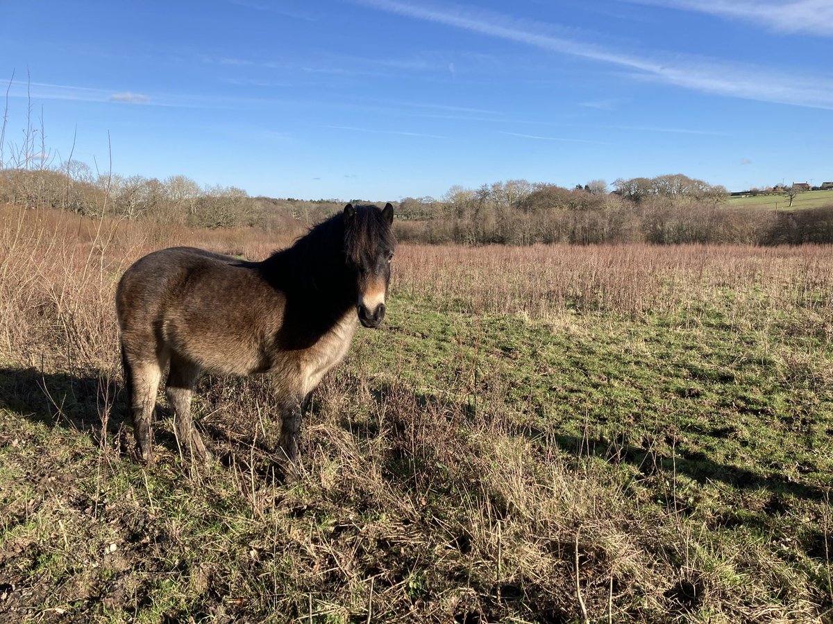 Incredible bird survey at our #rewilding sites yesterday! Goshawk, woodcock & merlin all new records at #WilderLittleDuxmore & SE owl at #WilderNunwell. Great to see new species using the sites, nature is returning! Snaps of other species seen & an Exmoor pony of course!