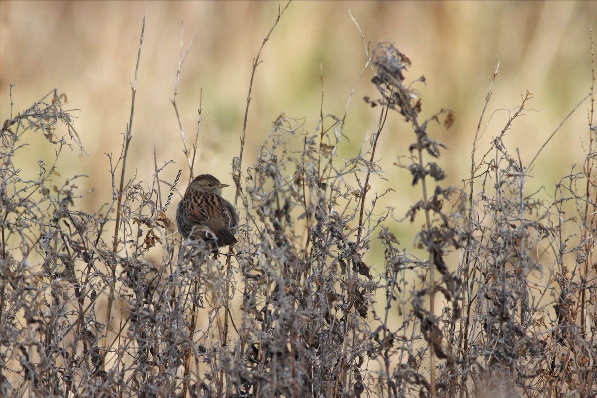 Aggie Thompson tweet media