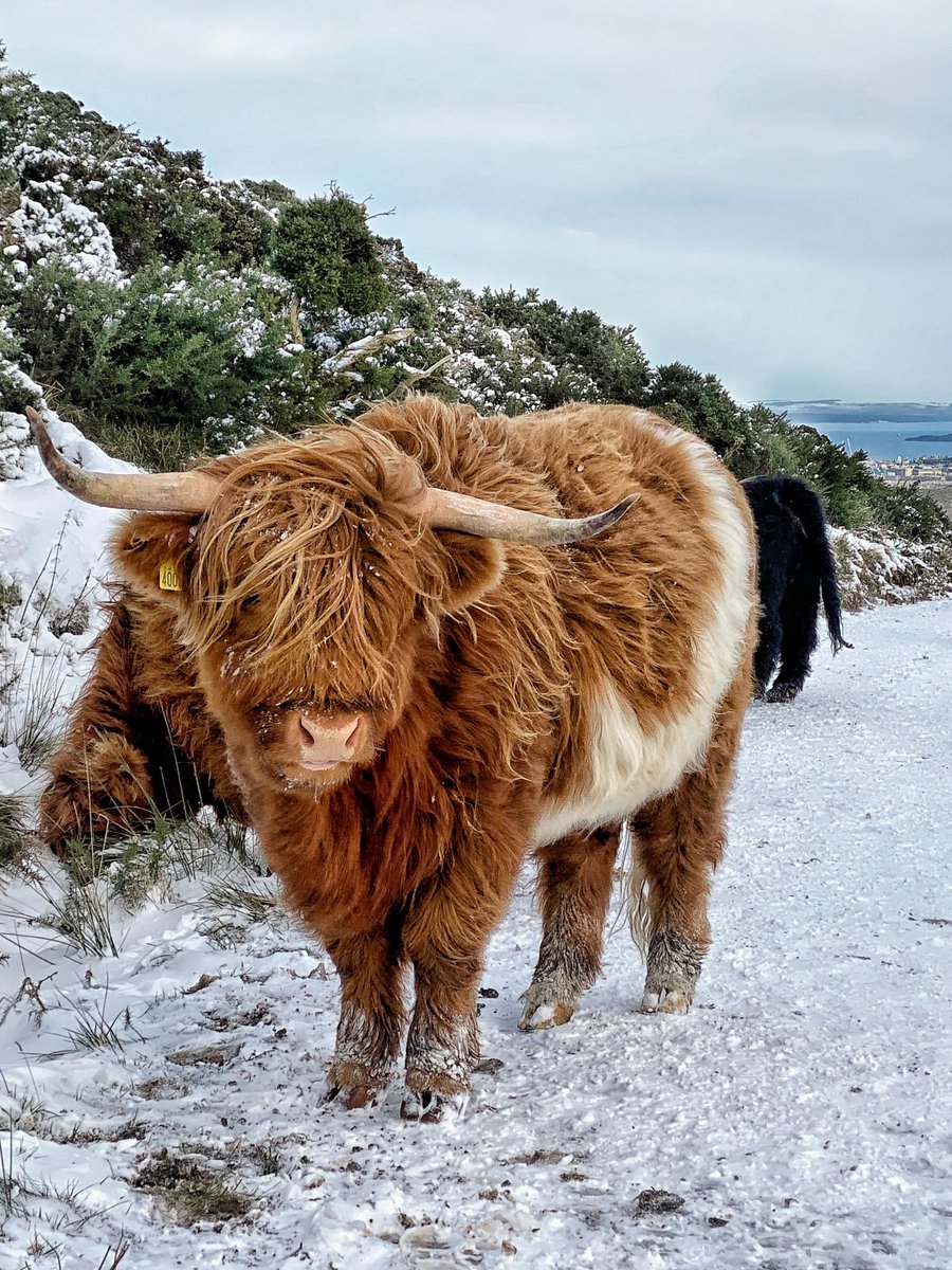 It’s coosday and snow is forecast, so here’s a Heilan coo in the snow. These coos live in the Pentland Hills on the outskirts of Edinburgh. ⛄️ 
#edinburgh #visitscotland #highlandcow #thisisedinburgh