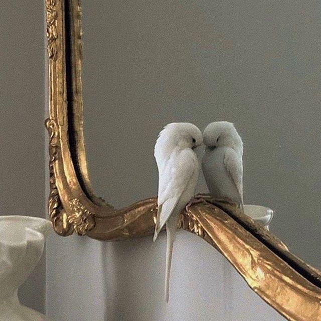 𝘗𝘩𝘢𝘴𝘦𝘭𝘪𝘴 ♀ tweet media