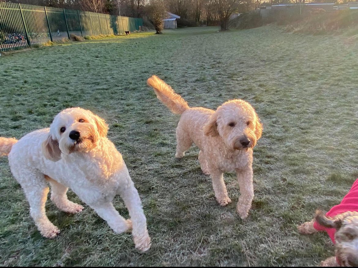 MuddyPawsCdf's tweet photo. Muddy Paws Cardiff Dog Walking 🐶🐾🐾 #Dog #Walking #Rhiwbina #Thornhill #Llanishen #Heath #Lisvane #Pantmawr #Birchgrove #CardiffNorth #Dogs #Walk #Walkies #MuddyPaws #Walks #Walker #Puppy #Field https://t.co/uXJKNN1zGa