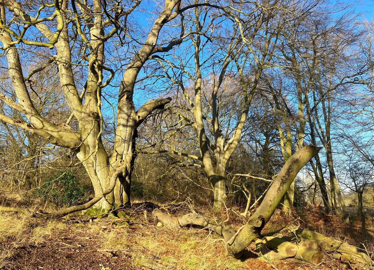 Sun-soaked beeches in Wytham Woods #Oxford