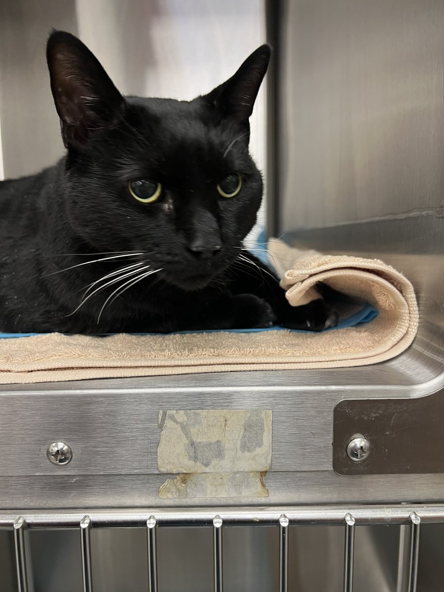 Aharon Rabinowitz tweet media