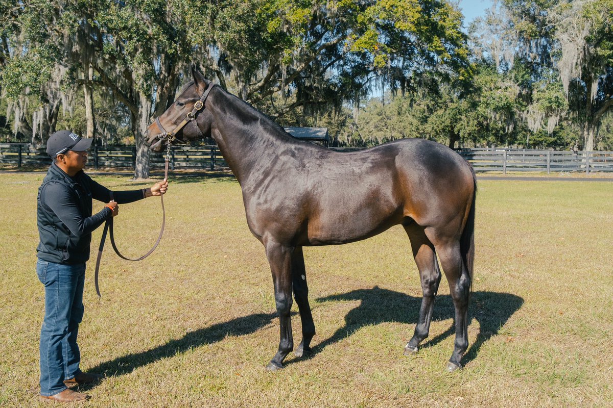 HartleyDeRenzo's tweet image. 🌟 Unveiling a symphony of excellence  our “Uncle Mo/Cry and Catch Me” colt! 🏇💫 Echoing the brilliance of his lineage, this colt is poised for greatness. Who else is excited for @OBSSales March Sale? #leadingtheway #UncleMo
