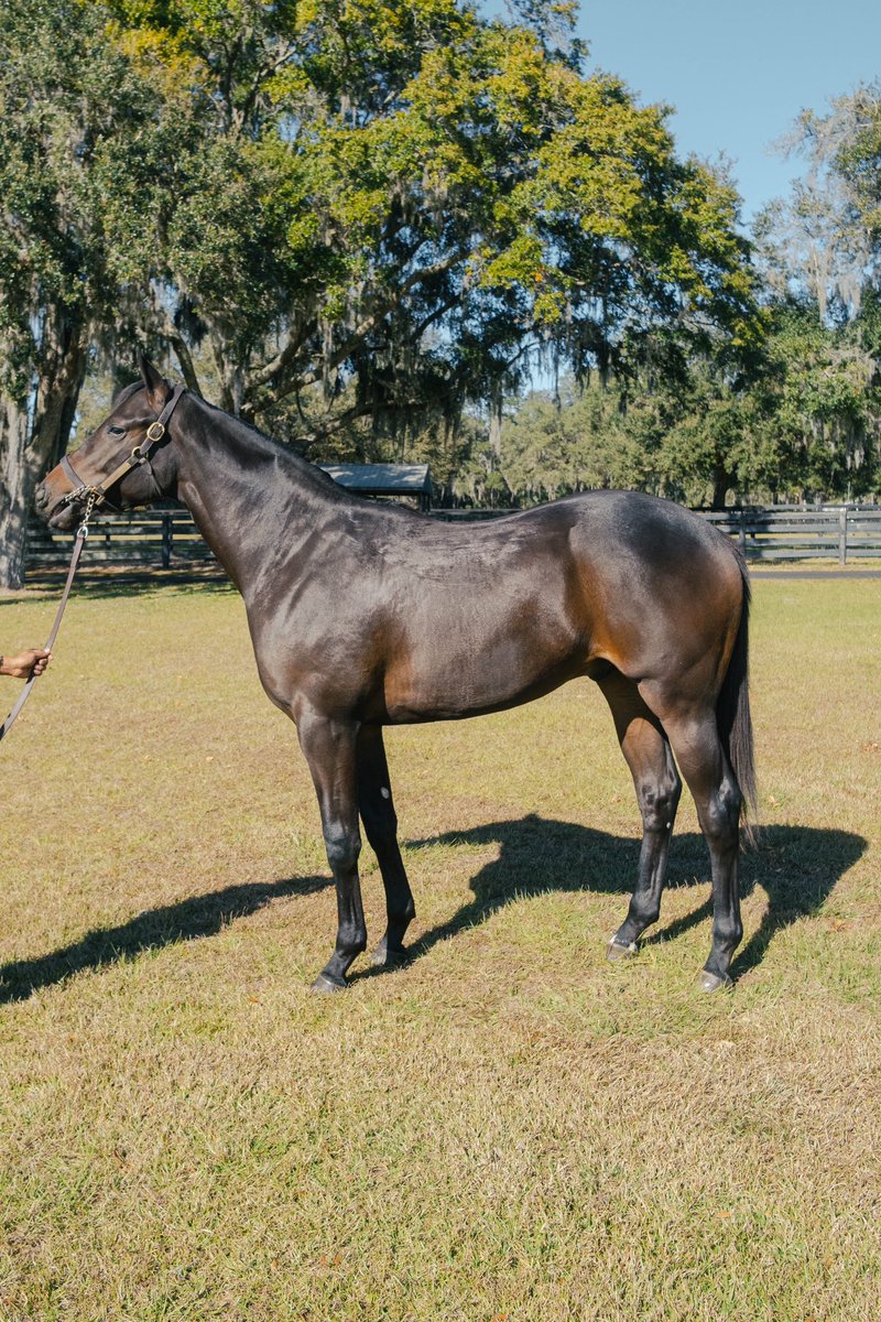 HartleyDeRenzo's tweet image. 🌟 Unveiling a symphony of excellence  our “Uncle Mo/Cry and Catch Me” colt! 🏇💫 Echoing the brilliance of his lineage, this colt is poised for greatness. Who else is excited for @OBSSales March Sale? #leadingtheway #UncleMo