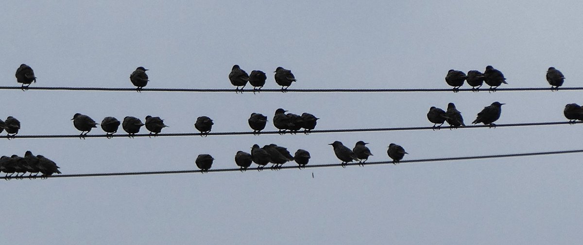 'Very black, bountiful of song, they name themselves' (Exeter Riddle 57) This Old English riddle imagines musical notes as birds & I love how much starlings gathered on telephone lines look like musical notes🎼