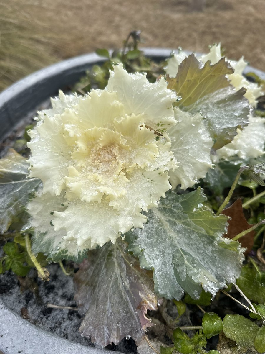 Frozen flowers 🥶🌼 <a href="/WVTM13/">WVTM 13</a> #alwx