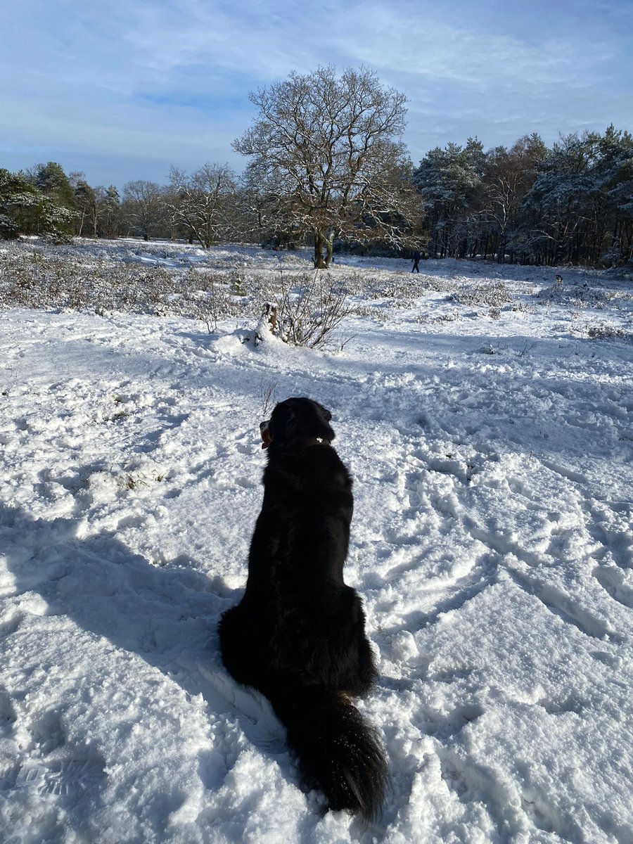 DABNOS's tweet image. #Pippa🐶🐾 And some more. Because I go on and on and on... And when a friend moves on, I simply wait for the next friend. Happy days! 👅
#Berner #BernerSennen #bernesemountaindog #BMD