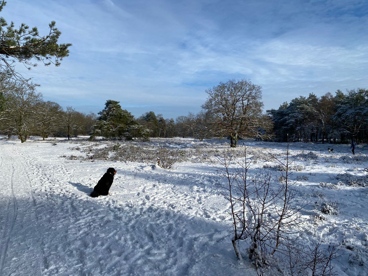 DABNOS's tweet image. #Pippa🐶🐾 And some more. Because I go on and on and on... And when a friend moves on, I simply wait for the next friend. Happy days! 👅
#Berner #BernerSennen #bernesemountaindog #BMD
