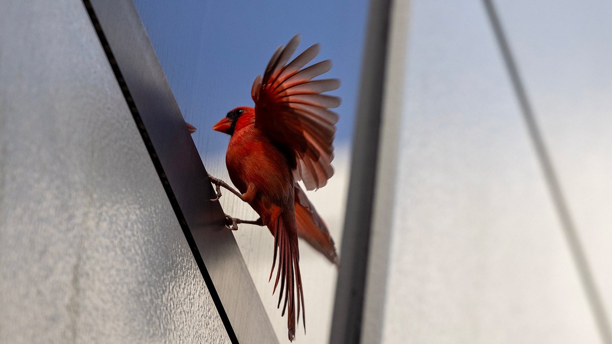 JLab_News's tweet photo. Jefferson Lab hosts over 1,800 scientists worldwide, and at different times of the year, a handful of wildlife creatures also find a home on our campus. #UnexpectedLabMates #ScienceMatters #NewportNews #ScienceInNature #JeffersonLab https://t.co/d8nJMsRWCs