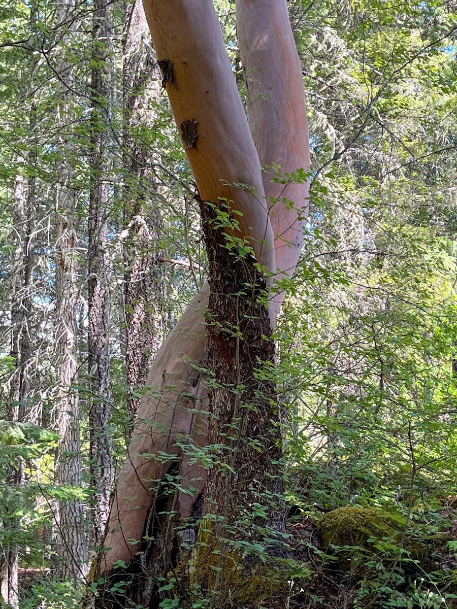 Thundercatt99's tweet image. light filled soul
   trees embody all

#Storyin6 #Prompt #Embody #poetry #WritingCommunity #trees #photography #madrone