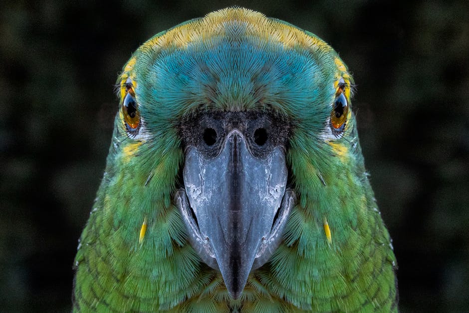 NorthernParrots's tweet photo. In two days time we're celebrating #amazonparrots on #amazonparrotday, we hope you will celebrate with us. https://t.co/5TJlE9YgQb https://t.co/Of6eTfRotn