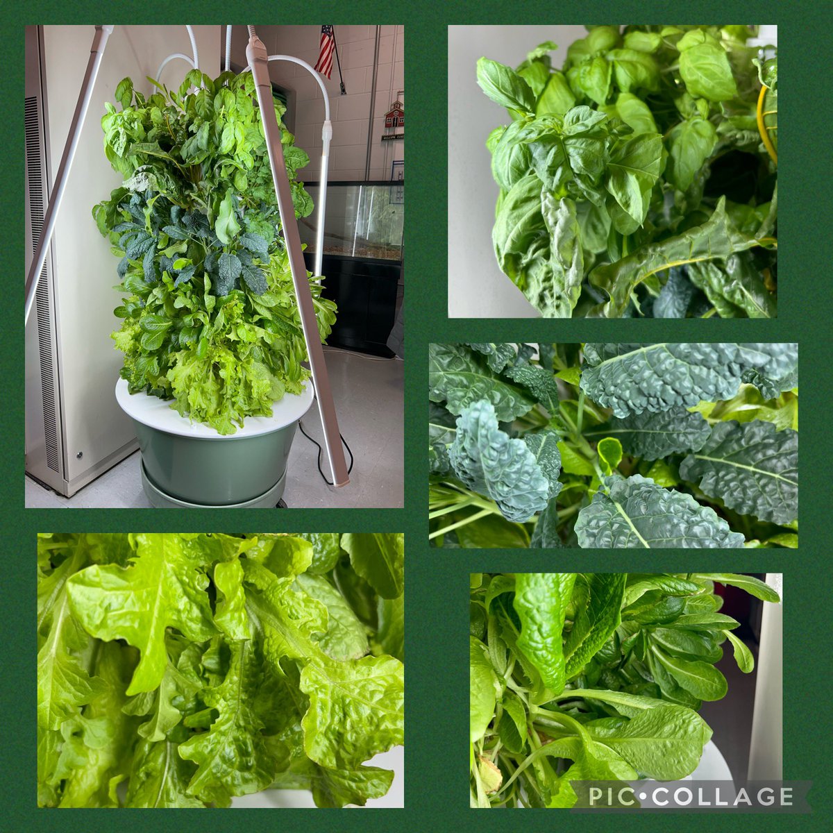 Patri_Lamberti's tweet photo. Our harvest is ready 🌱🥬 #Room32 @maryann_vina @ConananGirls @BeersStreet @PrincipalCollis @BSS_schsocwrker @MsMolino @HazletDirSpSvc https://t.co/dHxujjQEDg