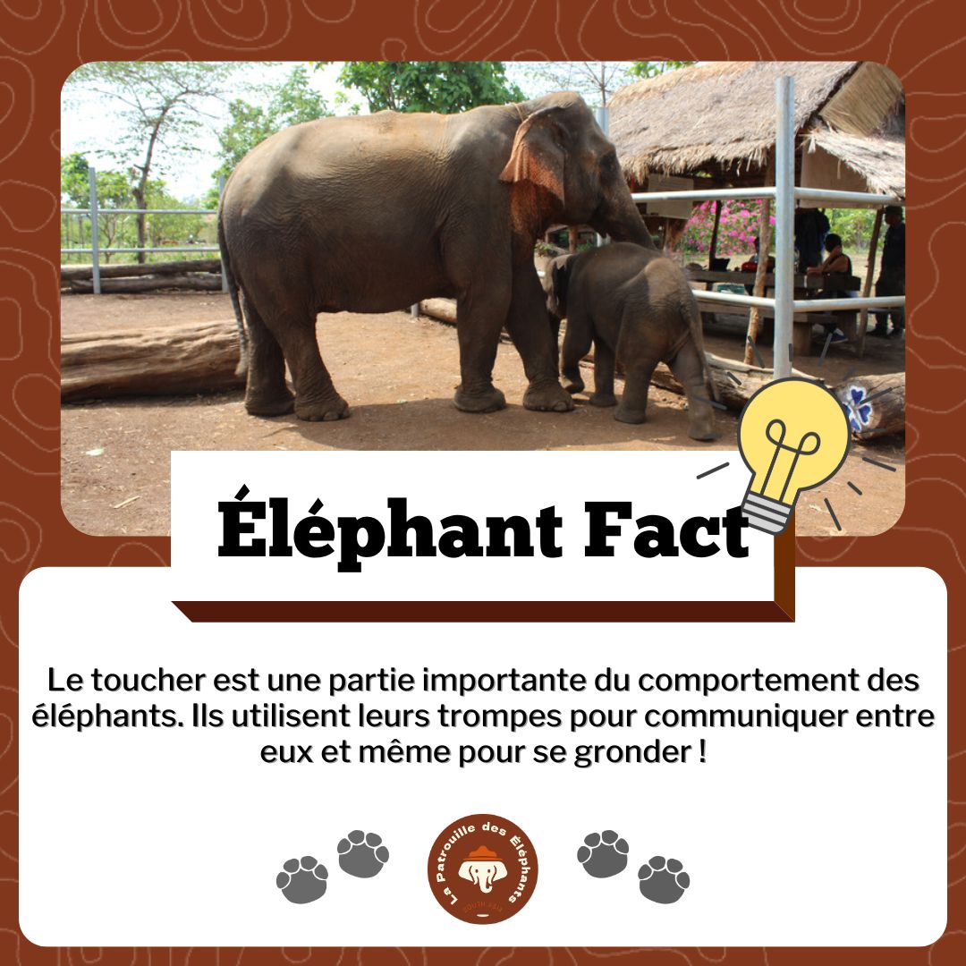 Patdeselephants's tweet photo. Le saviez vous ? 💡

Les éléphants utilisent leur trompe pour communiquer entre eux.

ℹ️ La Patrouille des Éléphants est une organisation œuvrant pour la protection des éléphants d'Asie et de leur habitat sauvage.

#elephant #asie #lpde https://t.co/RFBzeO2z8G