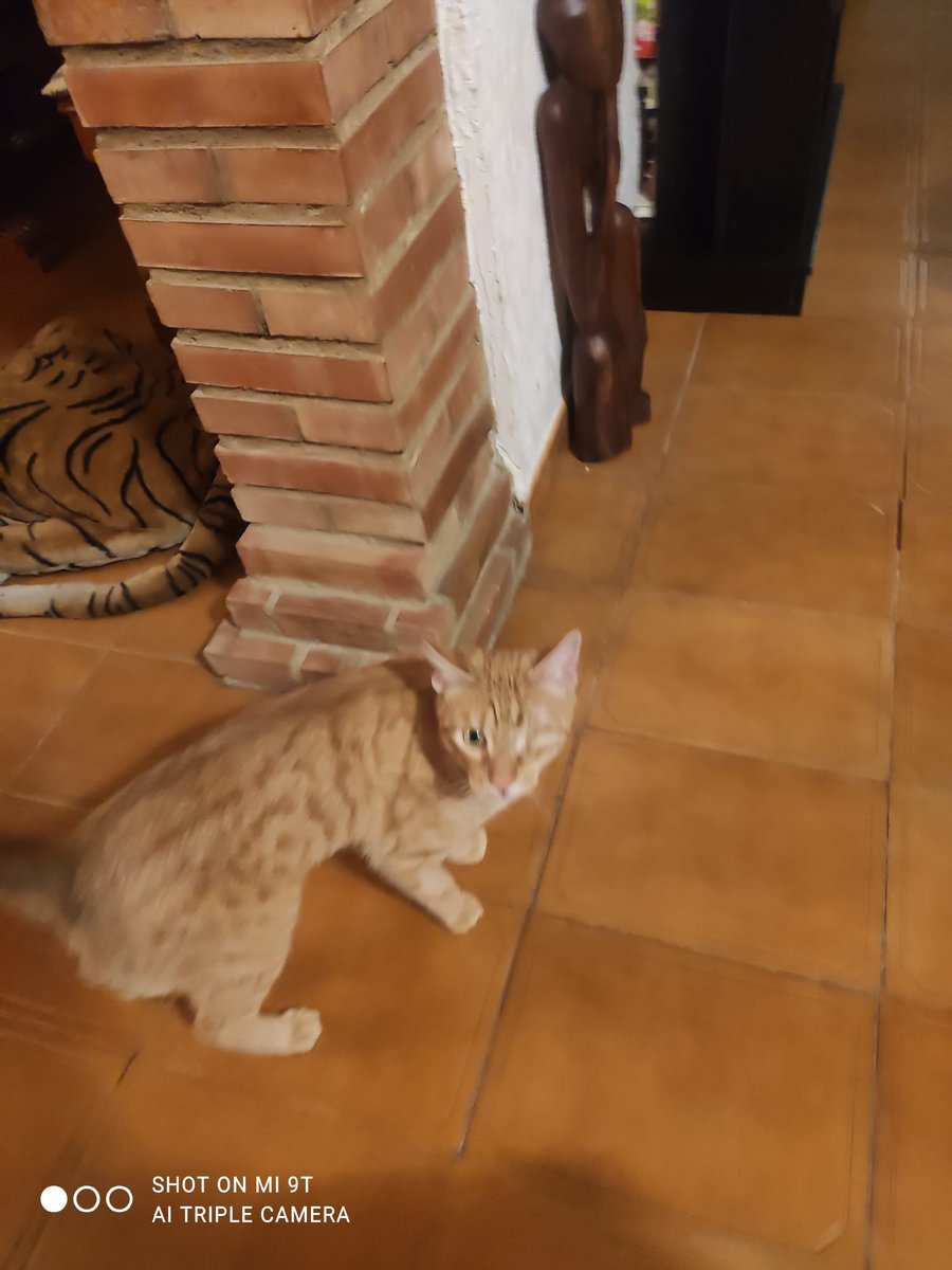 Cecilio está preparado para encontrar un hogar, ya se le ha retirado el serclaje de la boca, tiene el ojo completamente curado. Es negativo a enfermedades y está castrado, tiene de 2 a 3 años.
Apto con otros gatos.
Su coste de adopción sería de 36€ de rabia, chip y pasaporte.