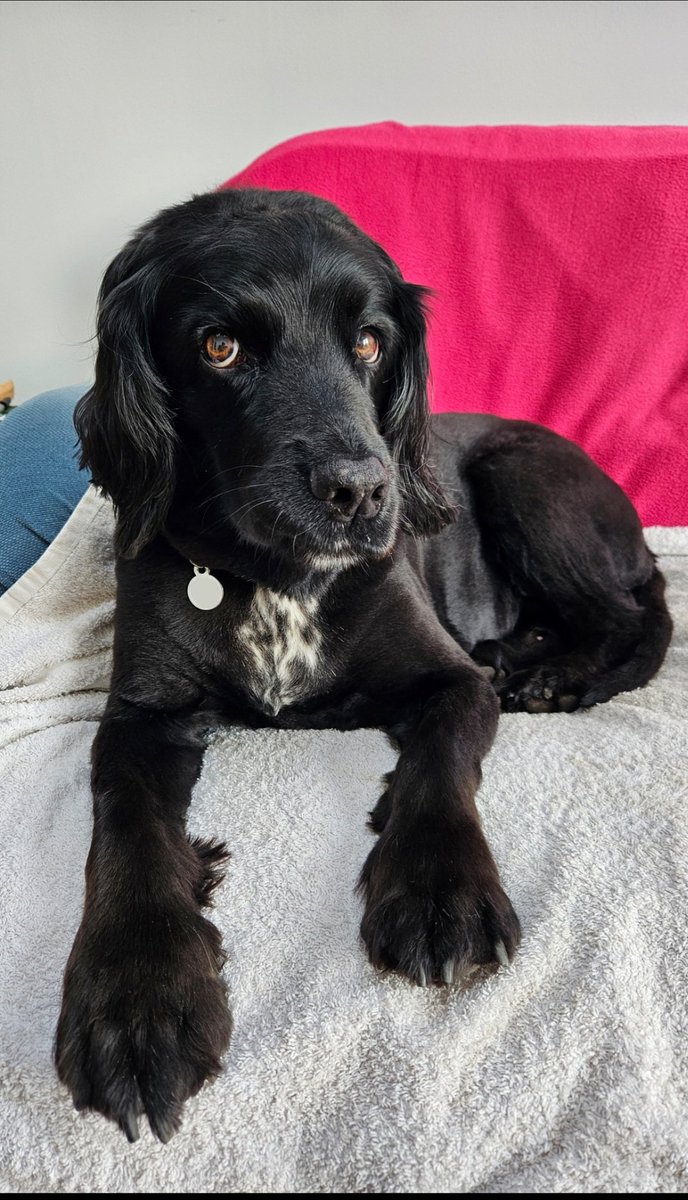 MansfieldHerbal's tweet photo. Honestly,  there's so much to be grumpy about 😬
Here's an old lady  spaniel with big paws and a very naughty face 🐾 #spanielsoftwitter https://t.co/WuWy2ToRSl