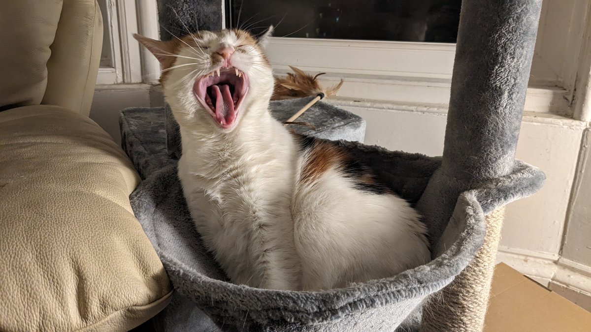 Honungsbjörn 🐻🍯 tweet media