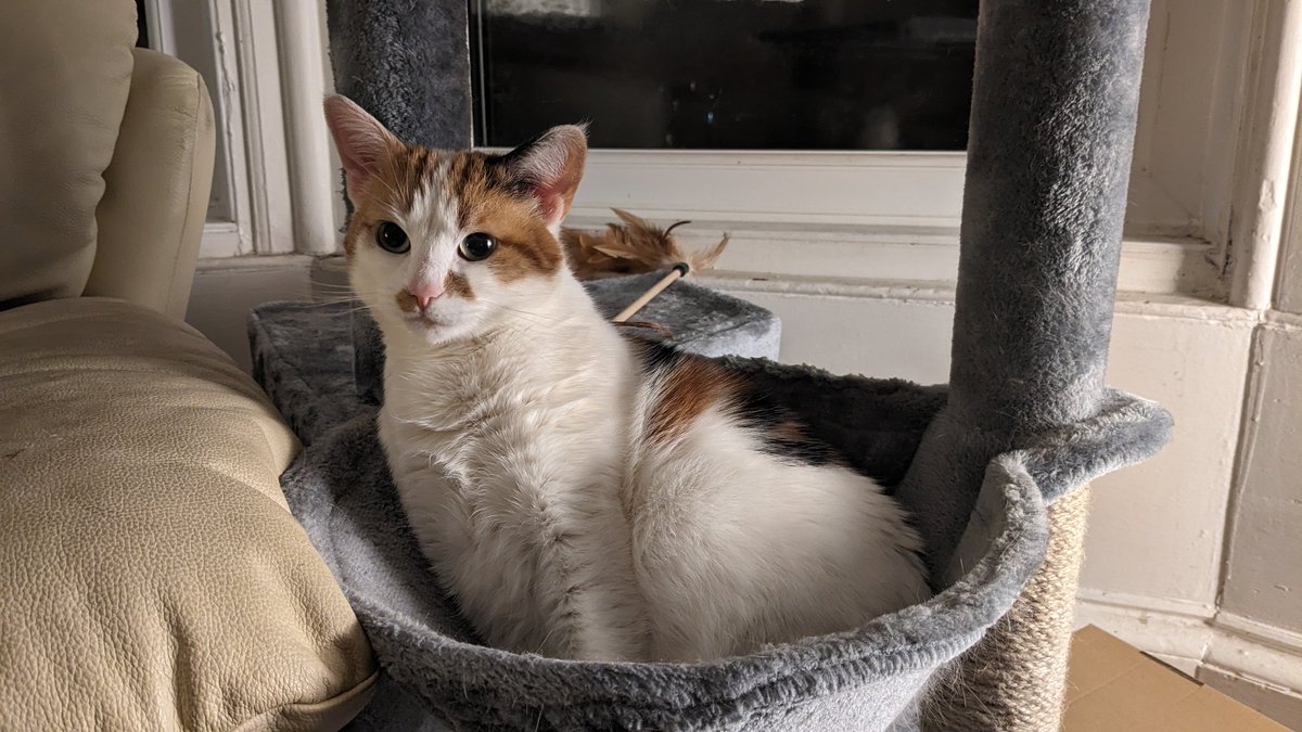 Honungsbjörn 🐻🍯 tweet media