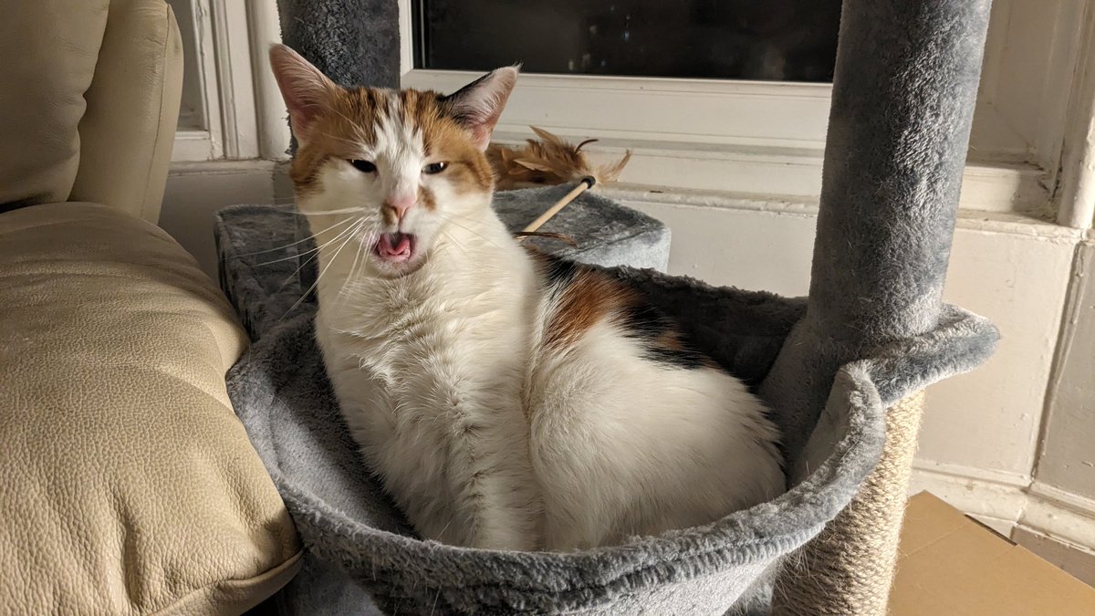 Honungsbjörn 🐻🍯 tweet media