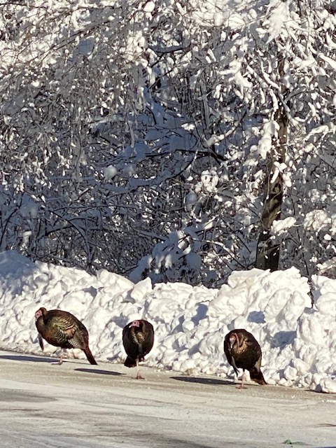 tmjassociation's tweet photo. We got over 1 1/2 ft of snow Friday.  Our office building lost power due to the heavy snow. Yesterday the power came back on but the power surge damaged the heating system. Today is our first day back in the office. This is January and this is Wisconsin!  Life is good. https://t.co/Qi6iDCWCcl