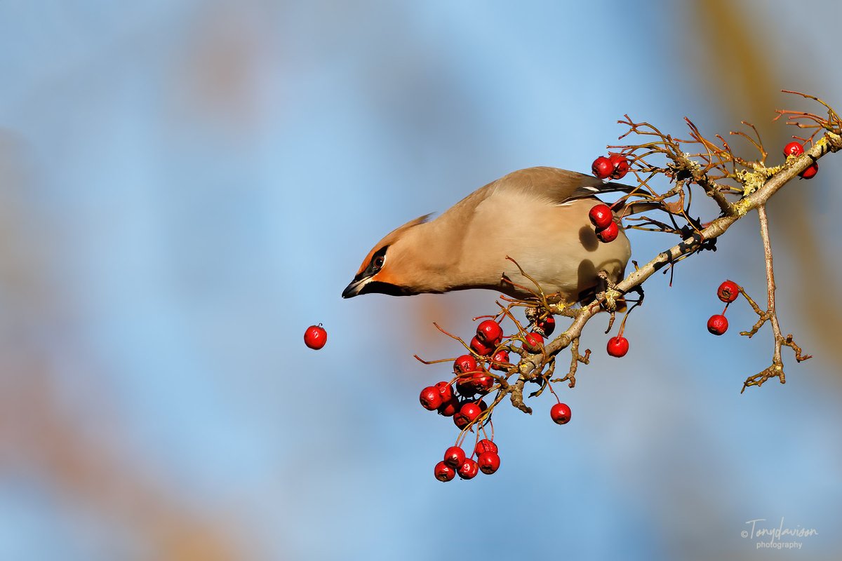 "The one that got away" Hassop, #Derbyshire 15/1/24 <a href="/RareBirdAlertUK/">RareBirdAlertUK</a> <a href="/Derbyshirebirds/">Derbyshire Ornithological Society (DOS)</a>