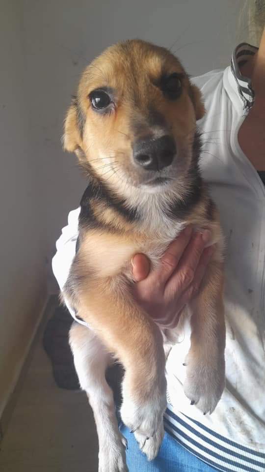 FiorellaArcodi1's tweet photo. SE TU NON CONDIVIDI, IO NON TROVO CASA.

Sam l’ultimo dei fratelli rimasti 💔💔
Rimarrà solo in questo gelido canile.
8 mesi  (14kg)
Va d’accordo con cani può essere provato con gatti 
Si cede castrato
Dalla Puglia è adottabile in tutta Europa 
3516948203 solo whatsapp https://t.co/adAs5TQu8R
