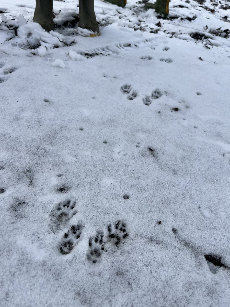 Forest School ACE tweet media