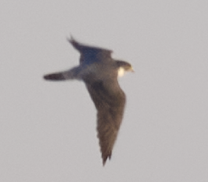 Bill Dennis tweet media