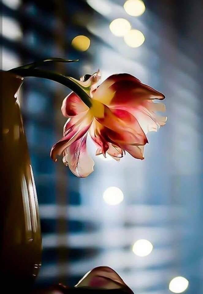 Başkasının senden götüremeyeceği tek şeydir iç dünyan... 

                    Leyla İpekçi