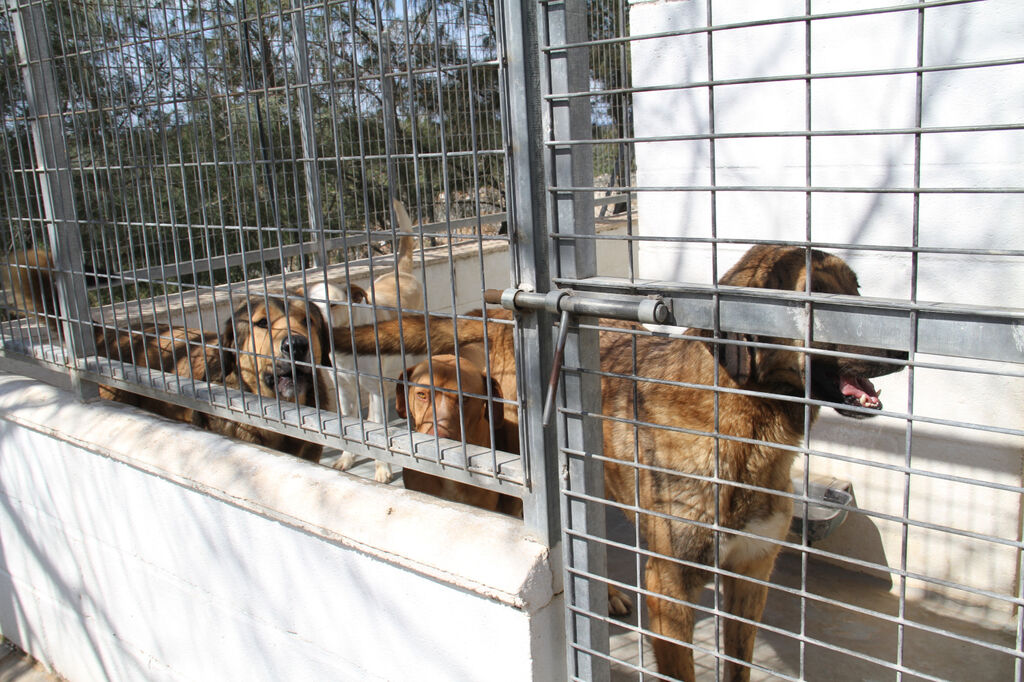 AntonioAcuaPani's tweet photo. Son diversos los motivos que se interponen entre los perros que pasan su vida en una protectora y nunca son adoptados. Demasiados prejuicios que, en la mayoría de los casos, no permiten ver todo el potencial que esconden aquellos animales que nadie quiere ver. https://t.co/i84GaYdqL1