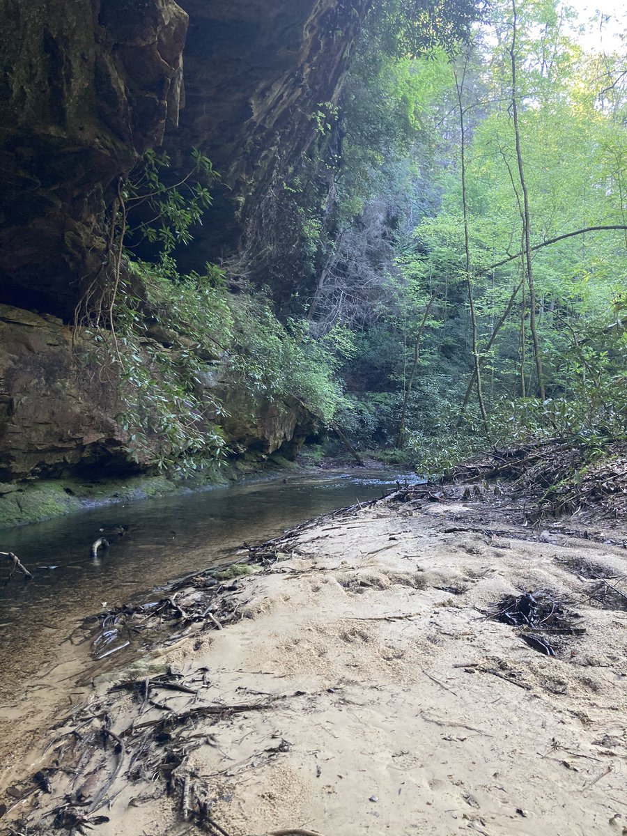 BotanyRoger's tweet photo. TN Division of Natural Areas has openings for 2 positions with natural area management on W Highland Rim and Cumberland Plateau. @TNEnvironment @naturalareas @TennStateParks @nature_TN @UAForestLab 
 
https://t.co/McWpHVbqC7 https://t.co/i9YSz4eJPZ