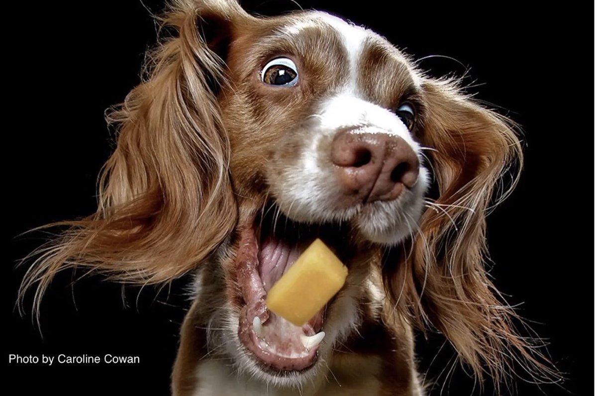 Cheese Aboard the Cheese Boat tweet media