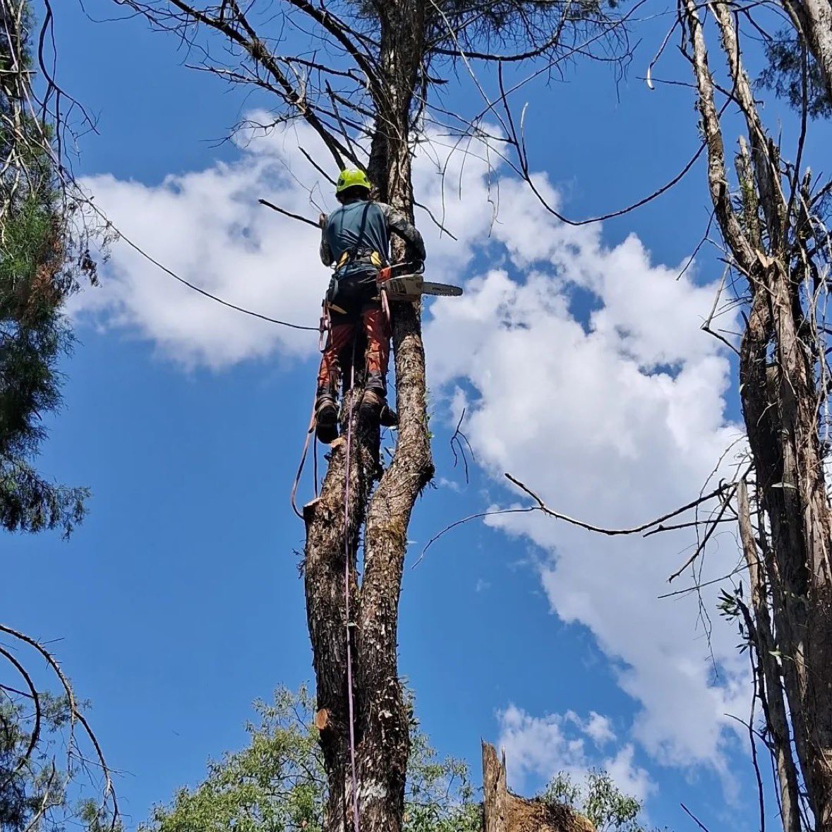 #Repost from @sempre_verde_paisagismo__
.
Supressão de pinheiros em área de risco 🌳🧗‍♀️
.
.
<a href="/baileysonline/">Bailey's Outdoor Power Equipment</a> #arborists #arblife #arboristsofinstagram #arboriststuff #treecare #treecareindustry #treecareprofessionals #trees #felling #treefaller